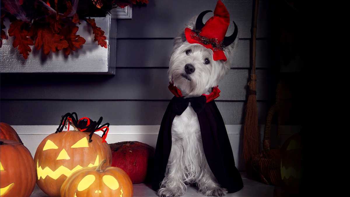Keeping pets under control this Halloween