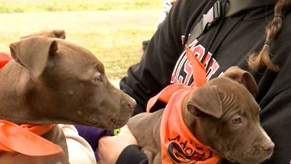 Pet adoption group hosts Halloween themed event in Maples Park to raise funds for rescues - Vimarsana News