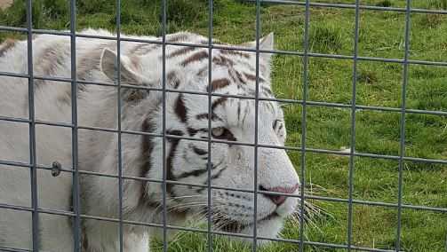 A white tiger at Hamerton Zoo Park on Oct. 13, 2015.