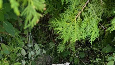 Vandals damage National Historic Landmark in South Berwick