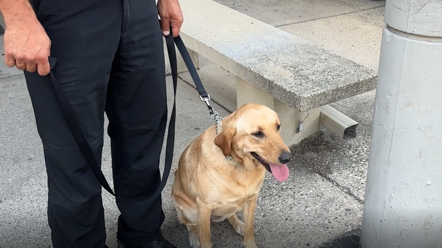 Hamilton PD welcomes 2 new therapy dogs for officers, community - Vimarsana News