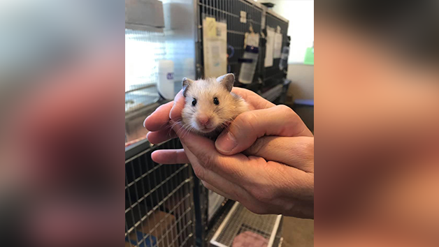 Hamster hot sale animal shelter