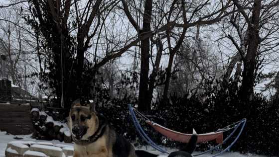 Snow zoomies! Videos show dogs having playful moments during Oklahoma's winter weather