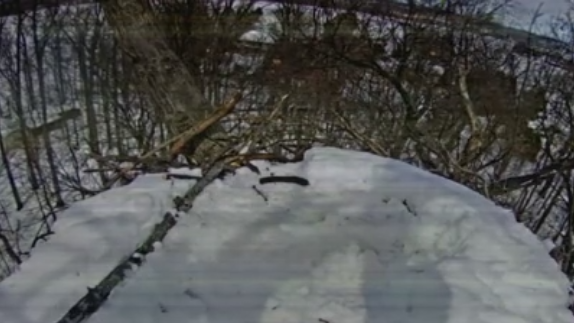 Hanover bald eagle eggs may no longer be viable