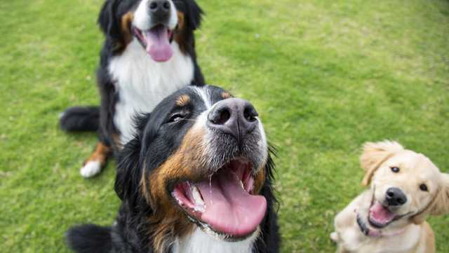 Dogs rescued from South Korean meat farm find loving homes in America - Vimarsana News
