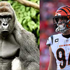 bengals win for harambe