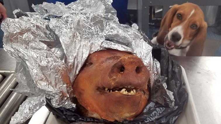 K-9 dog Hardy discovered a roasted pig head inside a traveler's luggage at Atlanta’s Hartsfield-Jackson International Airport.