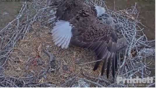 Harriet, Florida's Famous Bald Eagle, Still Missing From Nest