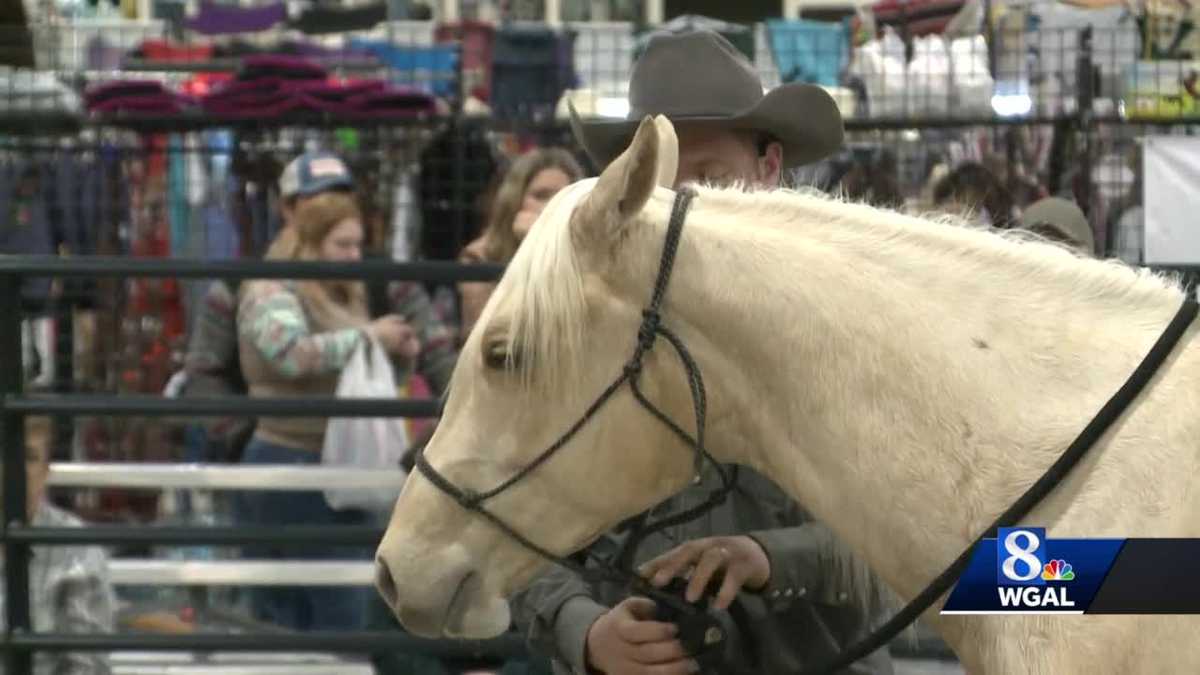 Harrisburg horse show showcases horses and their handlers