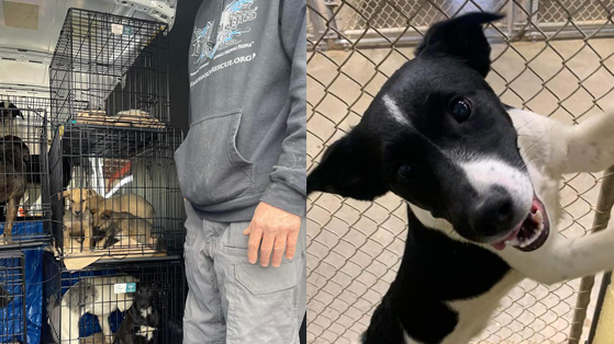 Fosters needed after 31 dogs rescued from hoarding case Fosters needed after 31 dogs rescued from hoarding case