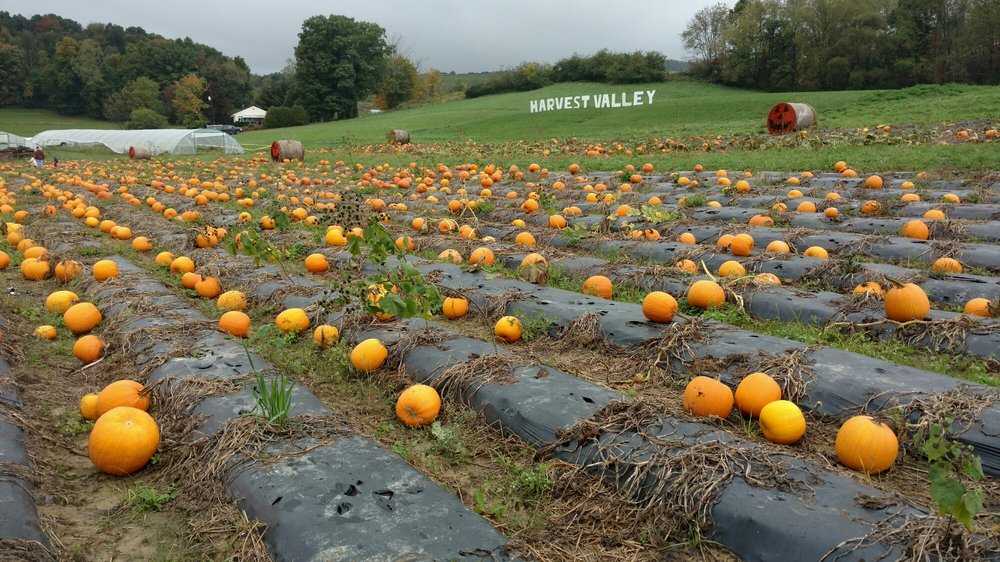 5 Pumpkin Farms To Visit In Pittsburgh This Weekend