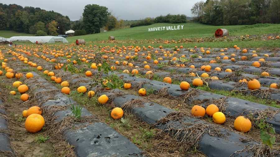 5 pumpkin farms to visit in Pittsburgh this weekend