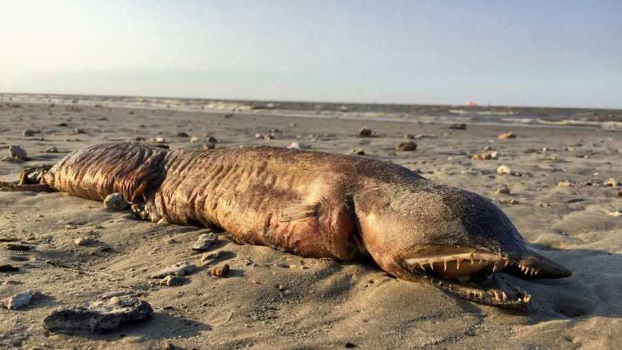 A mysterious creature washed up shore in Texas City after Hurricane Harvey and it has the Twitterverse wondering what it is. Some believe it is a fangtooth snake-eel, a garden or a conger eel.
