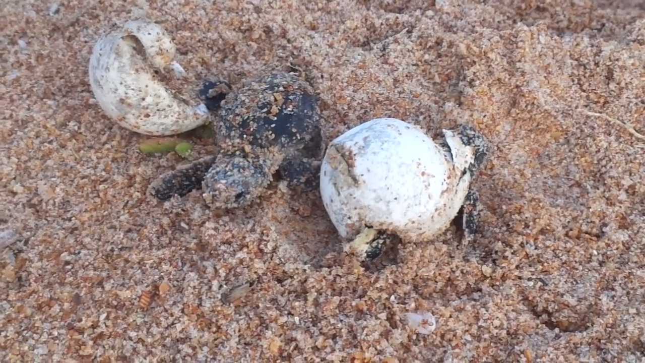 WATCH: 41 Sea Turtles Hatch On Flagler Beach, Get Rescued By Sea Turtle ...