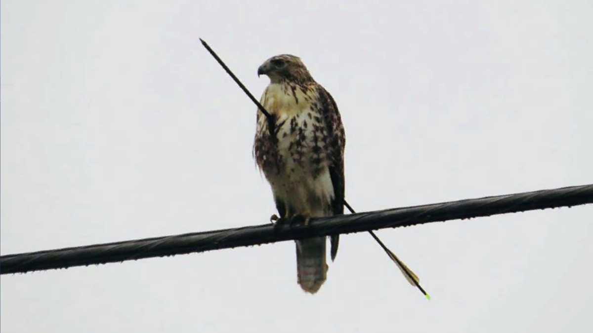 Authorities looking for person responsible for shooting protected red