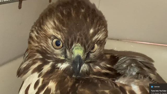 Red-tailed hawk may have been drugged by Santa Cruz County camper - Vimarsana News