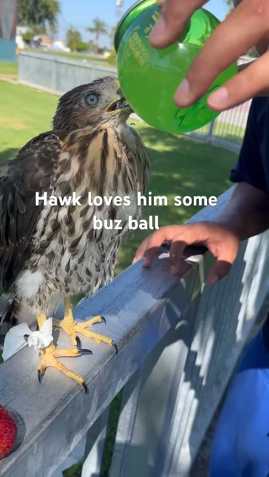 California man sentenced after video shows him feeding alcohol to juvenile hawk