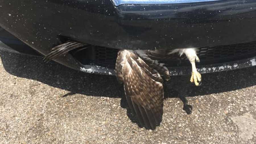 hawk stuck in a car bumper