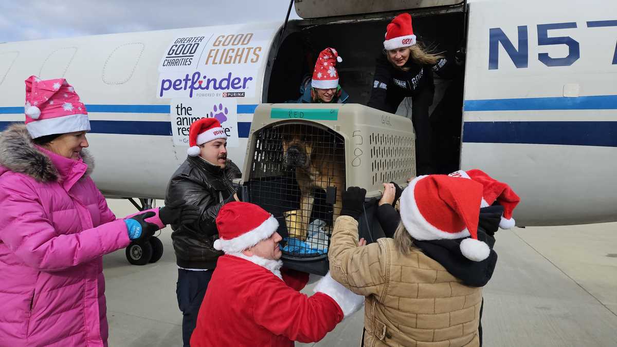 HAWS helps 60 shelter pets find homes for the holidays