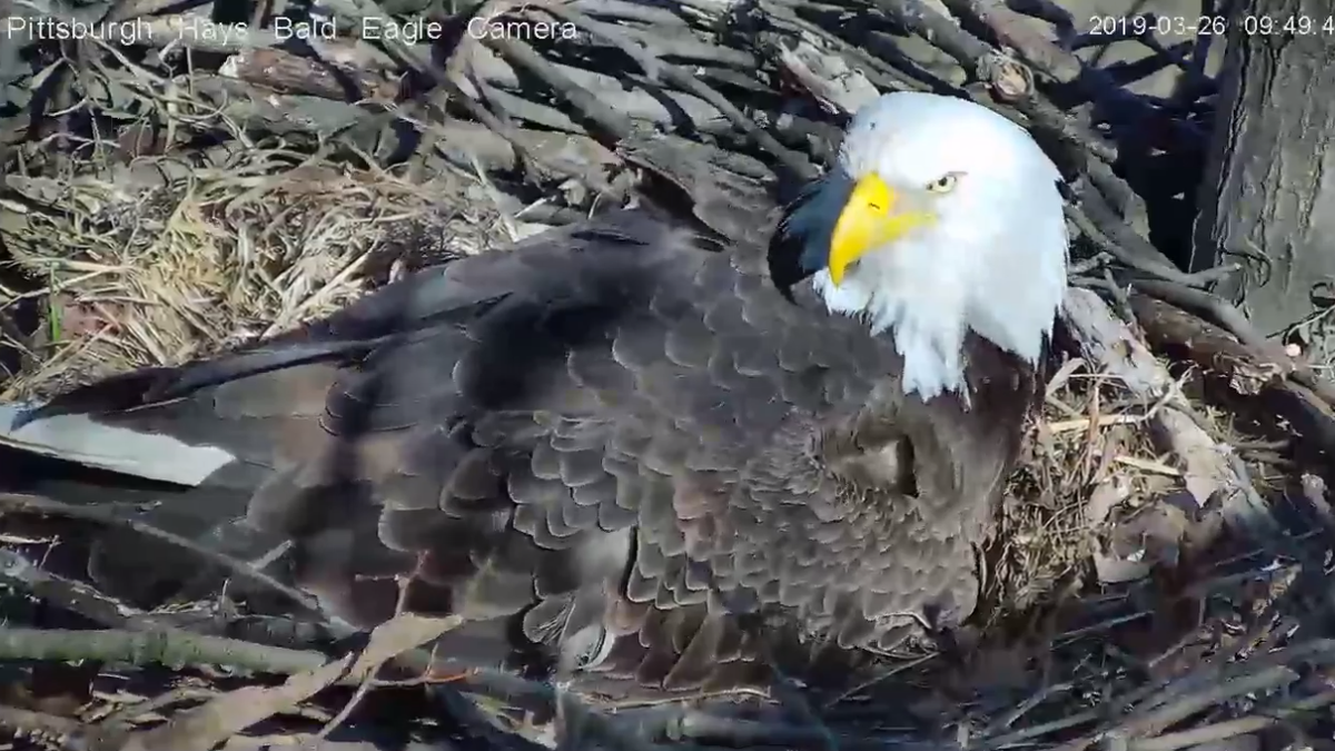 WATCH: Hays eagle nest streaming 24/7