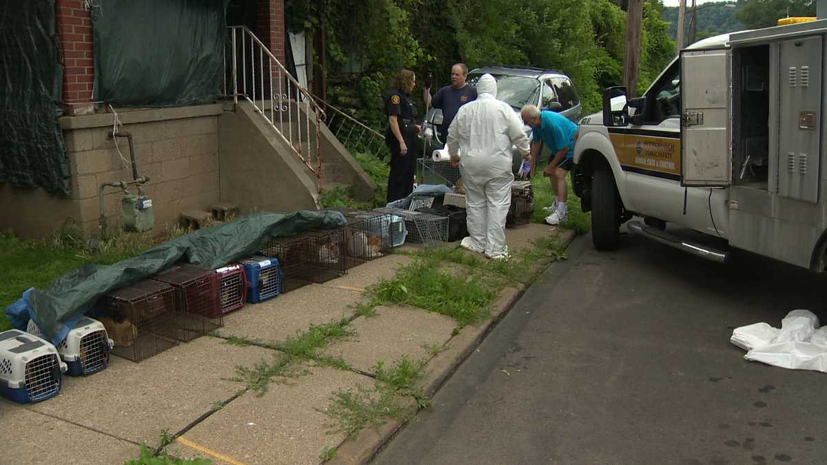 Man charged with 42 counts of animal cruelty after dozens of cats found ...