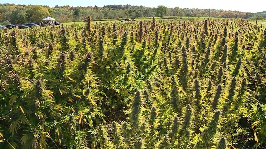 Hemp must go on: UMaine to teach growers home cultivation