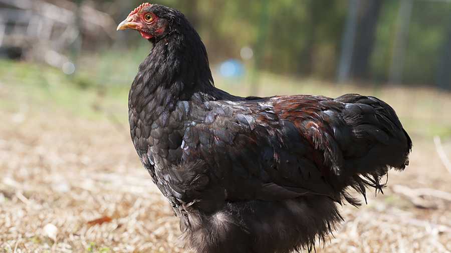 California chicken ranch charged with animal cruelty