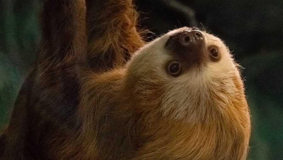 The Oklahoma City Zoo is mourning the death of its beloved, 28-year-old sloth named Henry.