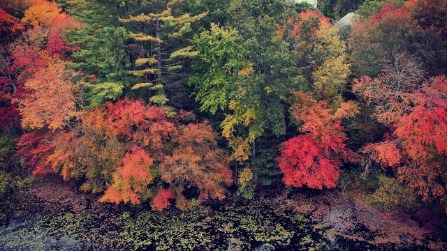 Weekly tips for finding the best fall colors in New England - Vimarsana News