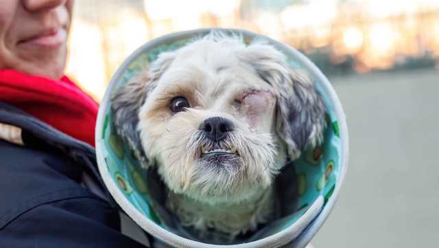 Dog found tied to pole outside veterinary clinic in Boston