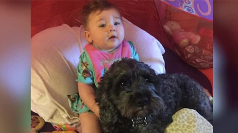 Touching Story: Dog gives life to save baby from fire