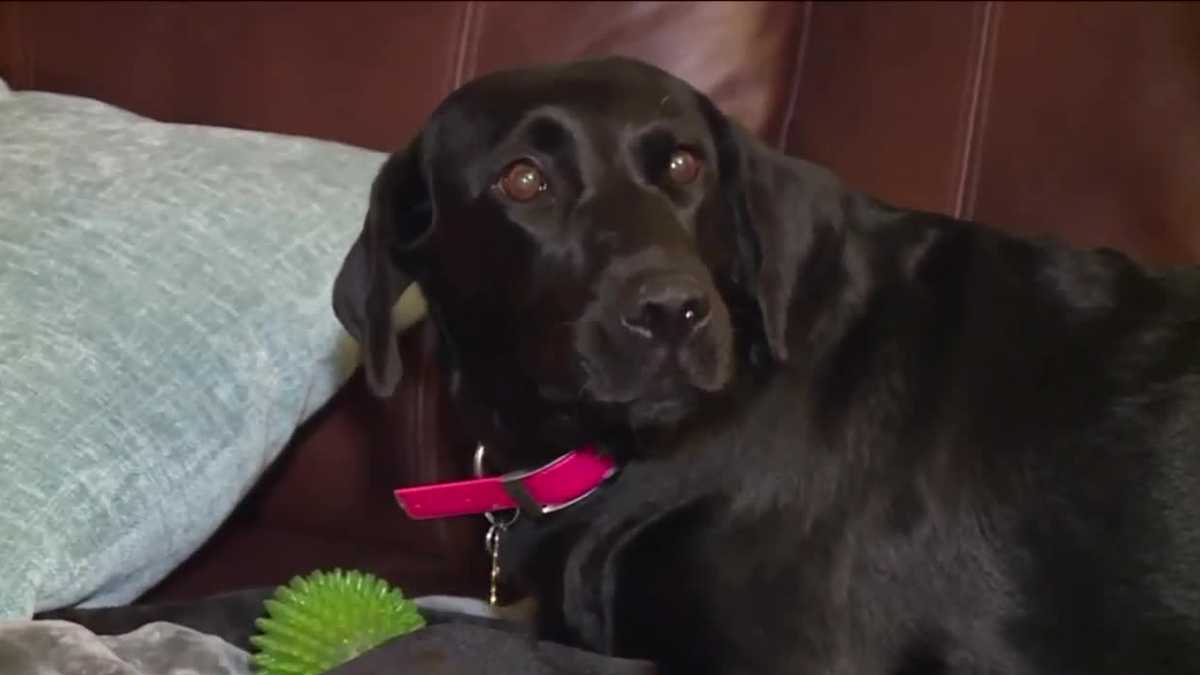 Barking dog alerts Missouri family to fire, just in time