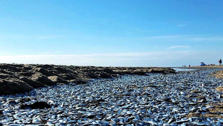 Man discovers thousands of small fish dead in Cape Cod tidal pool