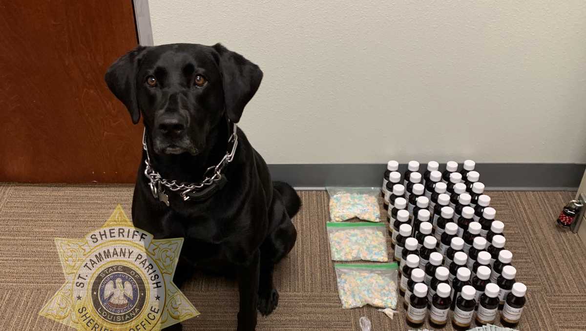 2 arrested after K9 helps net drugs, $16k in cash after traffic stop ...