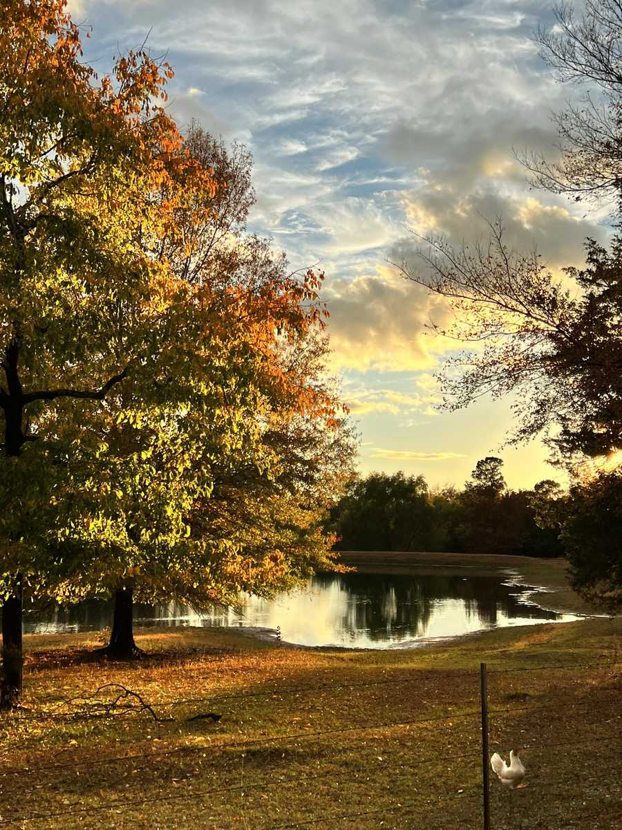 PHOTOS: Fall leaves in Arkansas, 2023