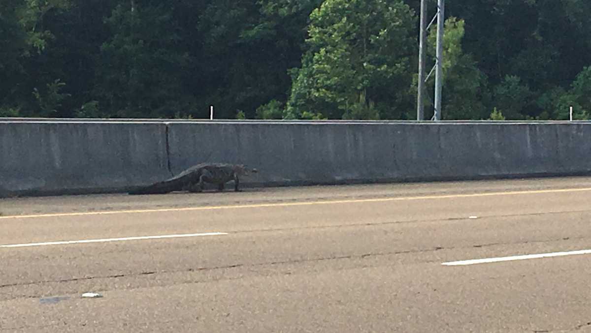 Alligator spotted along Highway 49 in Rankin County