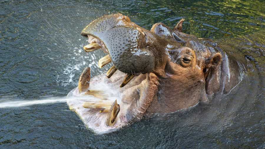 In this photo provided by the San Diego Zoo Wildlife Alliance is Otis, a 45-year-old male river hippopotamus at the San Diego Zoo on Jan. 14, 2021, who has died. Nicknamed the "smiling hippo," Otis had been under care for degenerative joint and spinal disease and a decision to euthanize him was made last weekend when his condition declined dramatically, the San Diego Zoo Wildlife Alliance said in tweet Monday, Nov. 15, 2021. (Ken Bohn/San Diego Zoo Wildlife Alliance via AP)