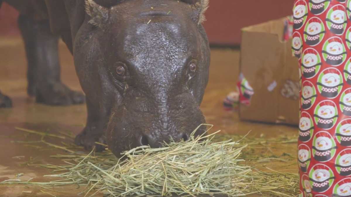 Oklahoma City Zoo gets a hippopotamus for Christmas