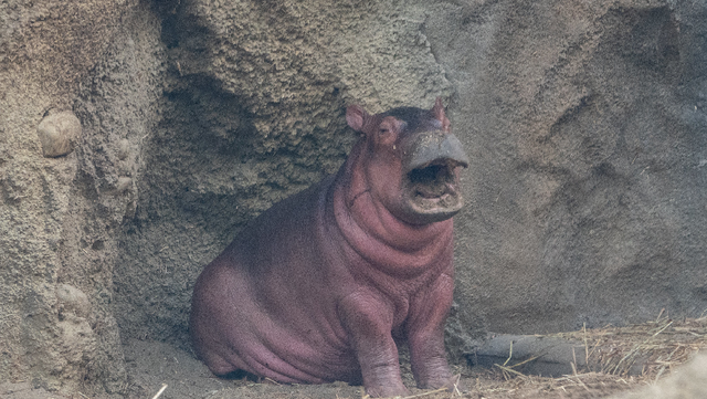 Cincinnati Zoo hosting 'Ultimate Hippo Getaway' contest - Vimarsana News