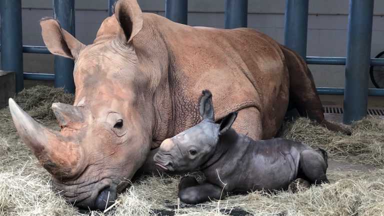 It's a boy -- a big boy. White rhino born at Disney World