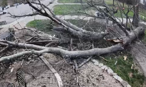 WATCH: Strong wind gusts topple a massive tree moments after golfers pass by