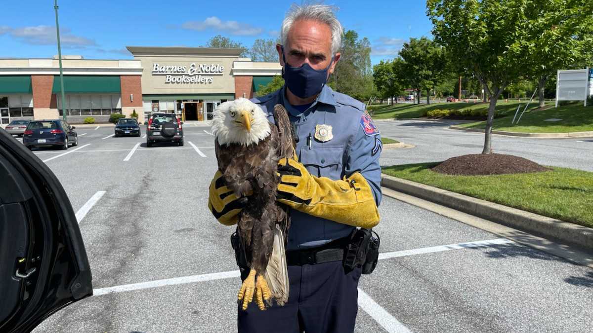 Howard County police officer rescues injured bald eagle