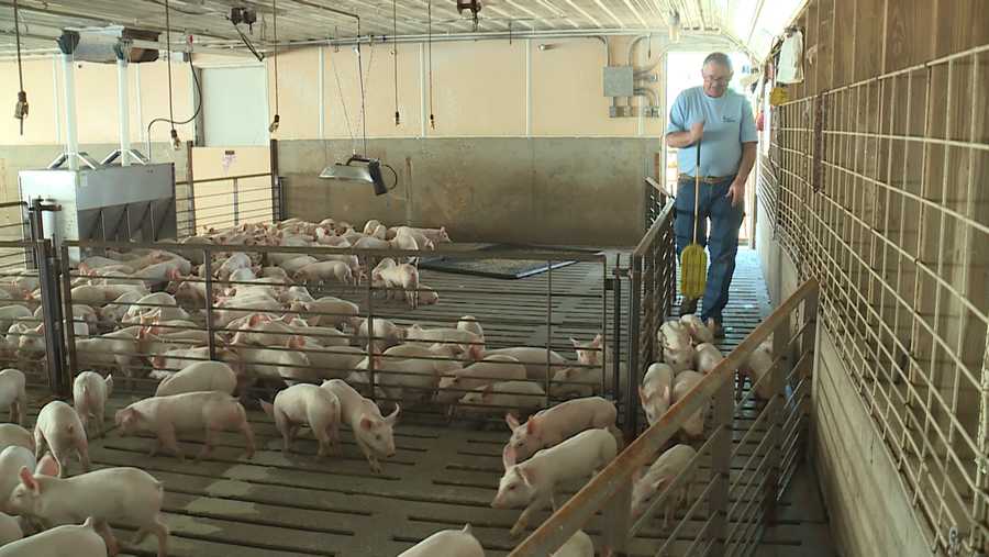 Iowa hog farmers deal with impacts of COVID-19