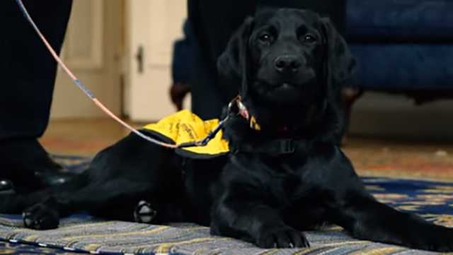 'Hogan' the vet dog visits Maryland State House - Vimarsana News