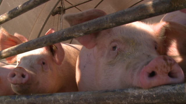 California law could affect Iowa hog farmers - Vimarsana News