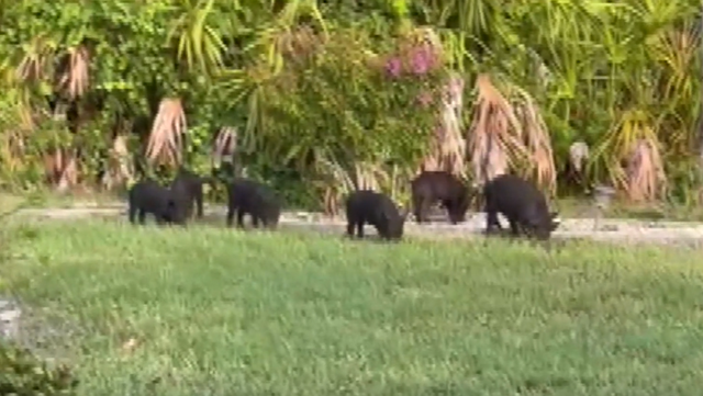Wild hogs terrorizing Florida community - Vimarsana News