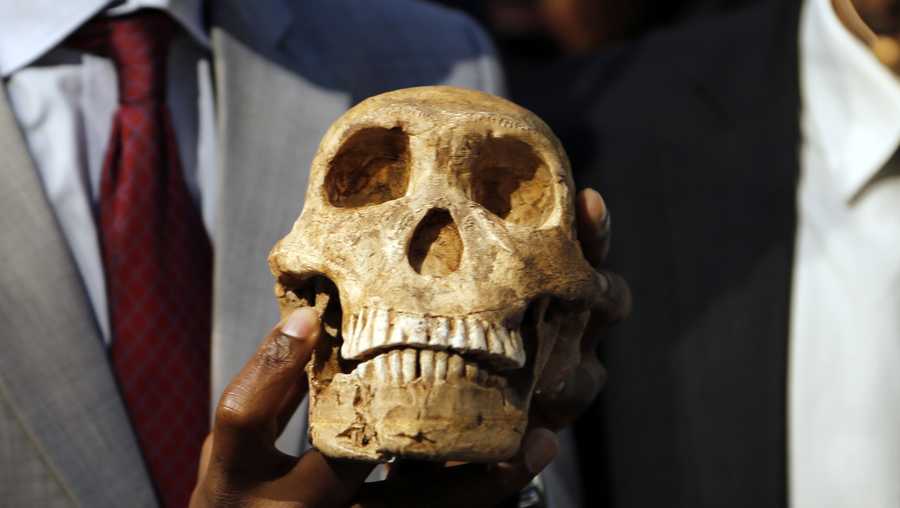A replica skull of a species belonging to the human family tree whose remnants were first discovered in a South African cave in 2013 is held at the unveiling at the Maropeng Museum, near Magaliesburg, South Africa, Tuesday, May 9, 2017. The species lived several hundred thousand years ago, indicating the creature was alive at the same time as the first humans in Africa, scientists said Tuesday.