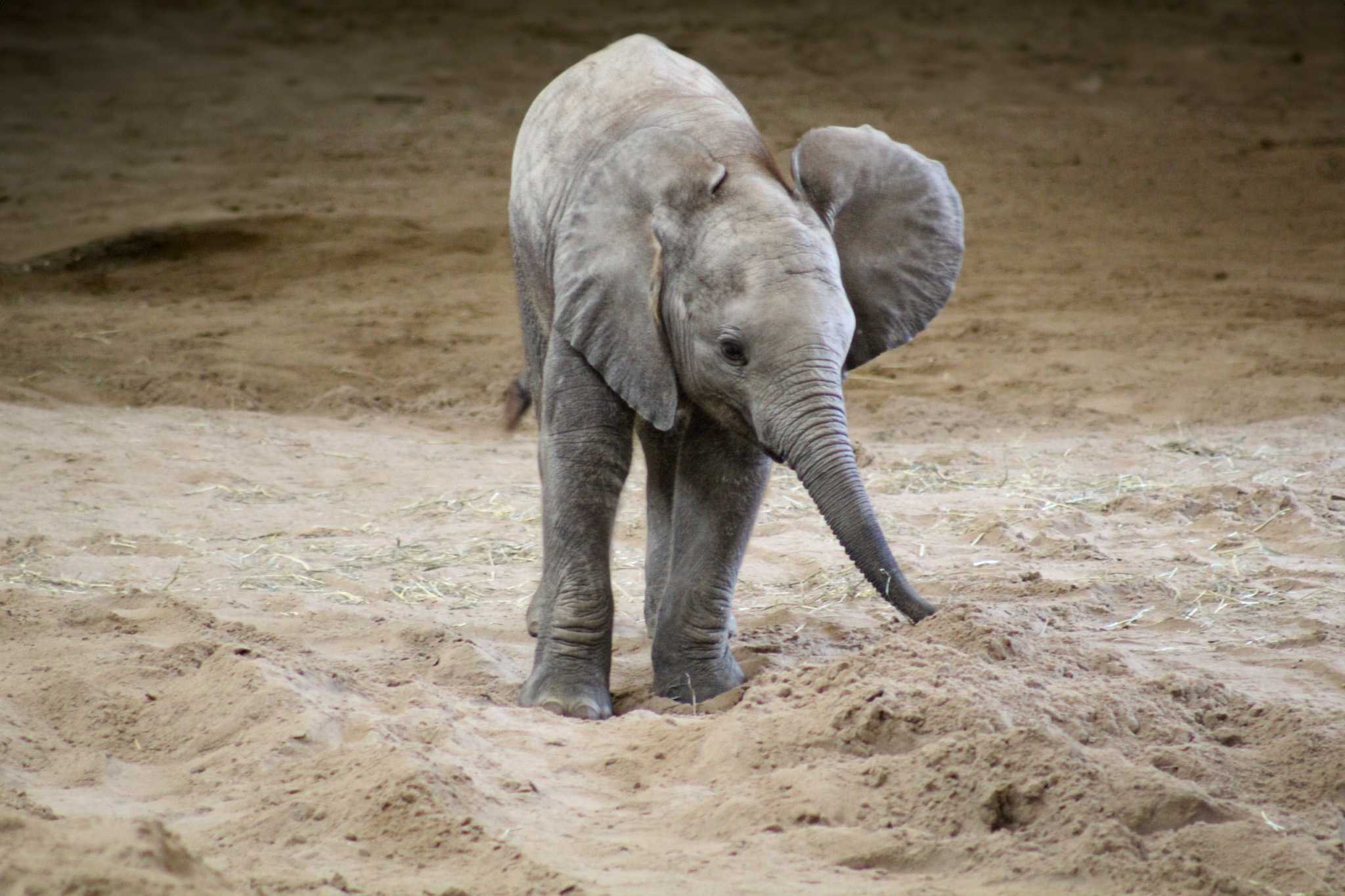 Omaha Henry Doorly Zoo gives update on newest elephant calf