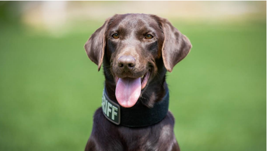 Forsyth County Sheriff's Office swears in new K9, 'Hondo' - Vimarsana News