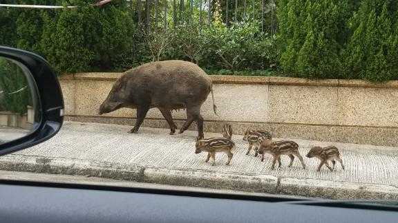 Hong Kong's wild boars are, increasingly, venturing from the territory's rain forests into its urban centers. The number of sightings and nuisance reports has more than doubled in the last five years.